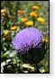 bloemen bloem hdr natuur flora roos rozen tulp tulpen orchidee orchideeen zonnebloem geranium cannabis marihuana wiet hennep sativa indica